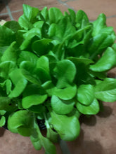 Load image into Gallery viewer, Romaine Lettuce Seed, Parris Island, Heirloom, NON GMO