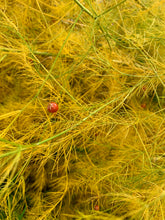 Load image into Gallery viewer, Asparagus Heirloom Seeds, Mary Washington