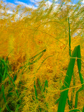 Load image into Gallery viewer, Asparagus Heirloom Seeds, Mary Washington