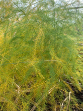 Load image into Gallery viewer, Asparagus Heirloom Seeds, Mary Washington