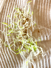 Load image into Gallery viewer, Carrot Mix Seeds