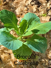 Load image into Gallery viewer, Calabrese Broccoli Seeds