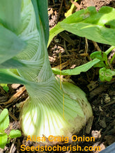 Load image into Gallery viewer, Alisa Craig Onion