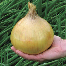 Load image into Gallery viewer, Alisa Craig Onion