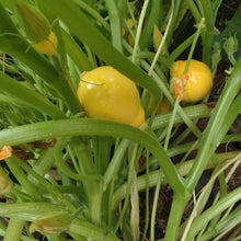 Load image into Gallery viewer, Lemon Squash