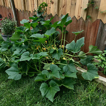 Load image into Gallery viewer, Lemon Squash