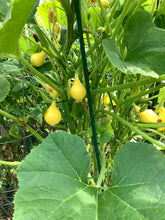 Load image into Gallery viewer, Lemon Squash