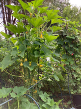 Load image into Gallery viewer, Lemon Squash