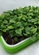 Load image into Gallery viewer, New Zealand Spinach A Summer Type Spinach