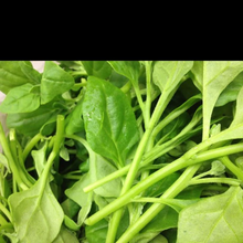 Load image into Gallery viewer, New Zealand Spinach A Summer Type Spinach