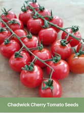 Load image into Gallery viewer, Heirloom Tomato Seeds, Chadwick Cherry, Organic, NON GMO, USA, Early Producer
