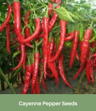 Load image into Gallery viewer, Cayenne Pepper Seeds