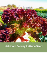 Load image into Gallery viewer, Heirloom Selway Lettuce Seeds
