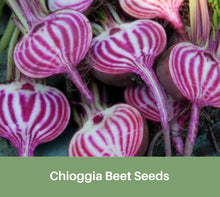 Load image into Gallery viewer, Chioggia Beet Seeds, Heirloom, Organic