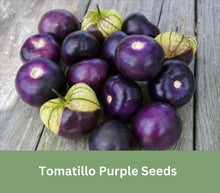 Load image into Gallery viewer, Heirloom Tomatillo Purple Seeds Rare USA Organic Non Gmo