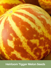 Load image into Gallery viewer, Heirloom Tigger Melon Seeds, Rare