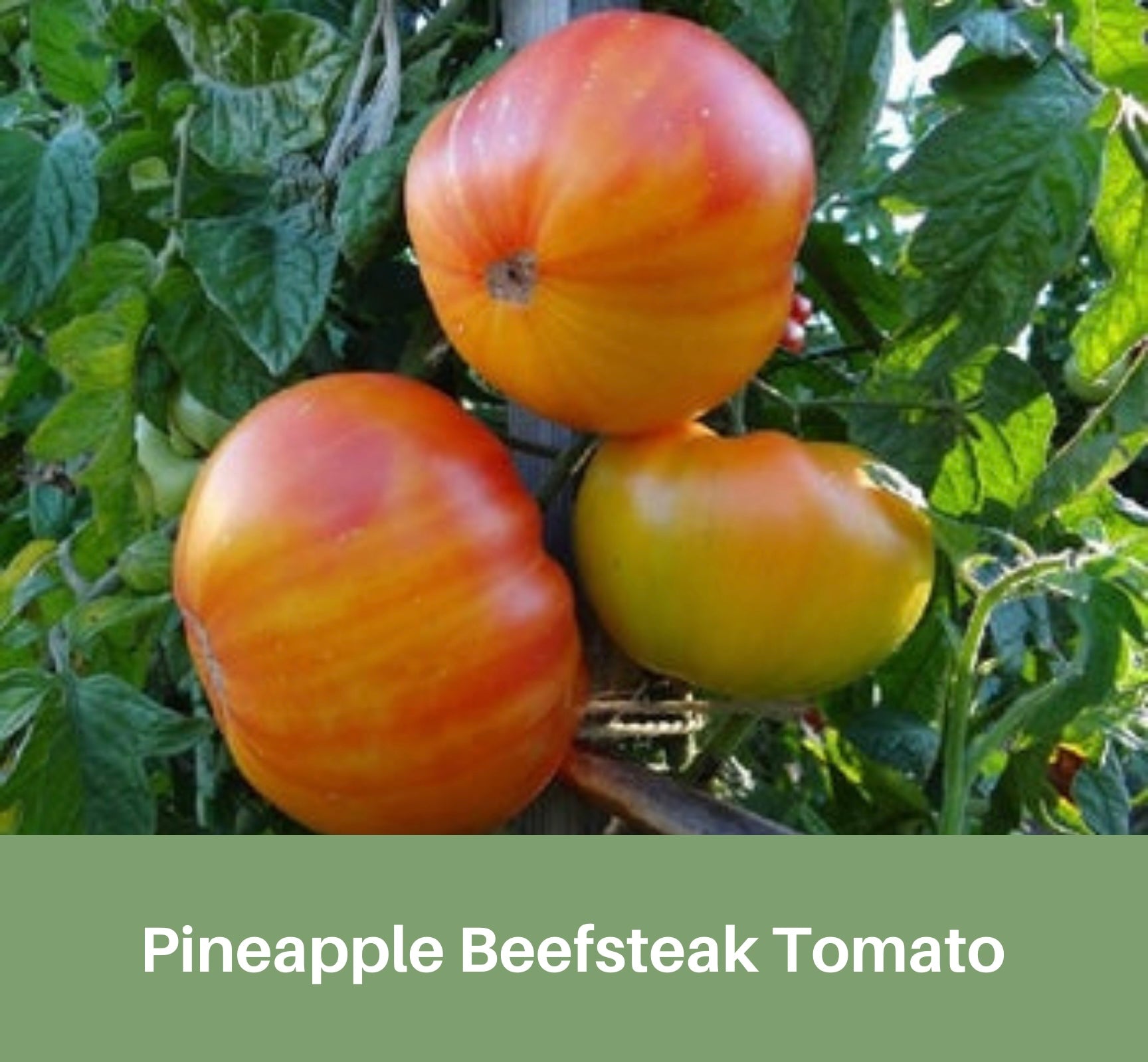 Pineapple Tomato Seeds, Beefsteak