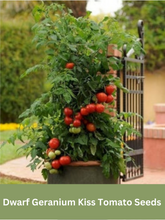 Load image into Gallery viewer, Heirloom Dwarf Geranium Kiss Tomato Seeds, Organic, Non Gmo
