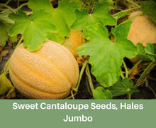 Load image into Gallery viewer, Heirloom Sweet Cantaloupe Seeds, Hales Jumbo, Melon Seeds