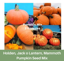 Load image into Gallery viewer, Heirloom Pumpkin Mix Seeds, 3 varieties,
