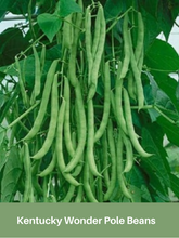 Load image into Gallery viewer, Bean Seeds, Kentucky Wonder, Pole Bean Seeds