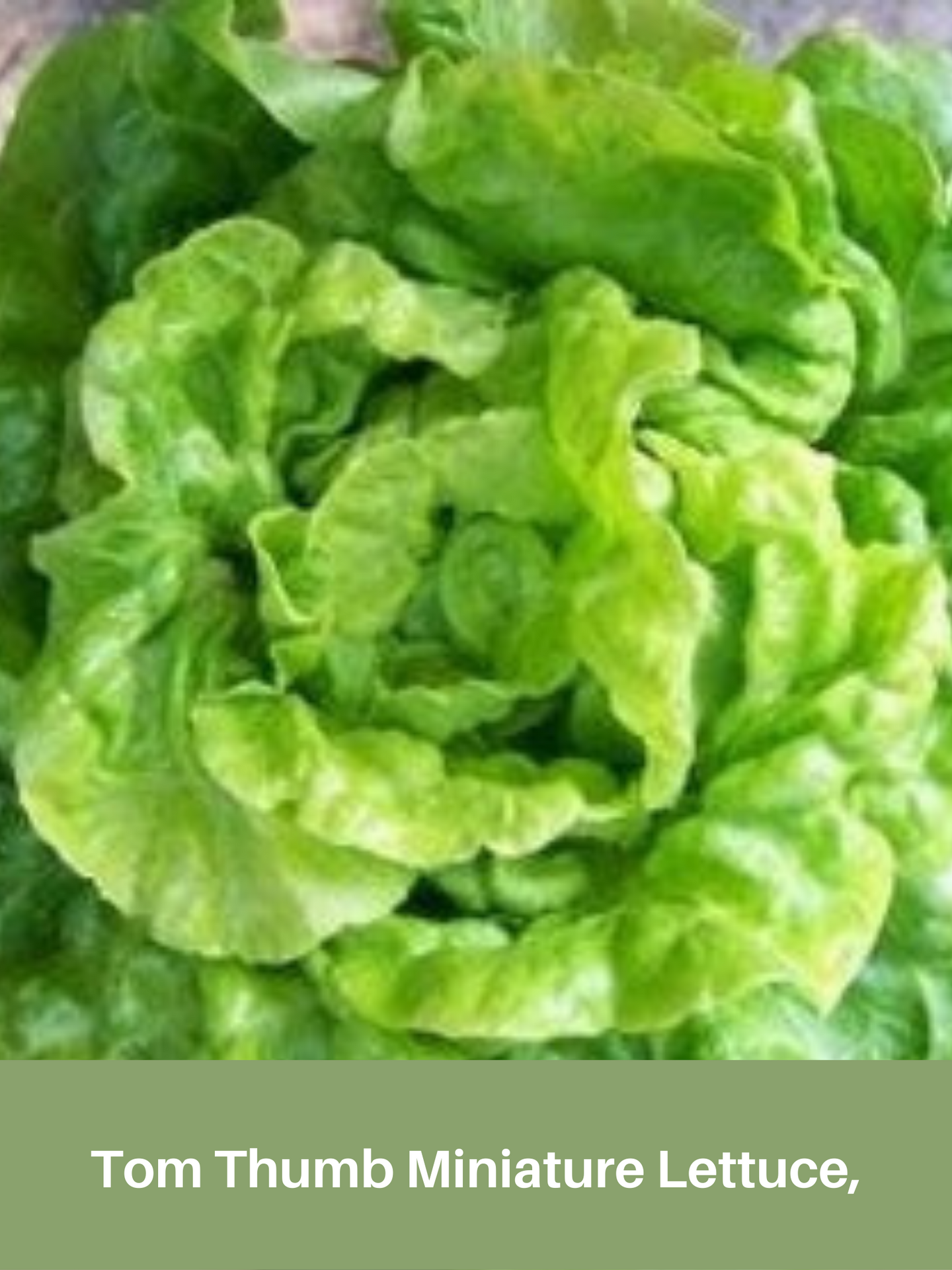 Tom Thumb Minature Lettuce, Heirloom Seeds, Organic,