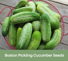 Load image into Gallery viewer, Heirloom Boston Cucumber Seeds Organic, Crispy and Delicious
