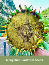 Load image into Gallery viewer, Mongolian Sunflower Seeds - Giant Sunflower
