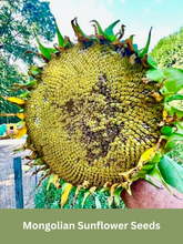 Load image into Gallery viewer, Mongolian Sunflower Seeds - Giant Sunflower