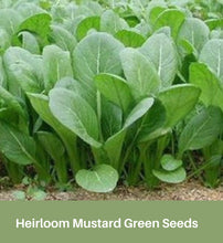Load image into Gallery viewer, Heirloom Mustard Green Seeds, Tendergreens
