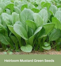 Load image into Gallery viewer, Heirloom Mustard Green Seeds, Tendergreens