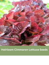 Load image into Gallery viewer, Heirloom Cimmaron Lettuce Seeds
