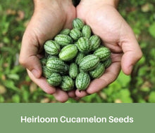 Load image into Gallery viewer, Heirloom Cucamelon Seeds
