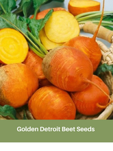Load image into Gallery viewer, Golden Detroit Beet Seeds
