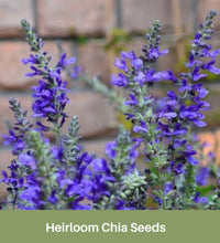 Load image into Gallery viewer, Heirloom Chia Seeds, Herbs, Organic,
