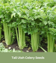 Load image into Gallery viewer, Heirloom Celery, Tall Utah, Seeds, Easy to Grow, Fall Gardening
