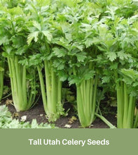 Load image into Gallery viewer, Heirloom Celery, Tall Utah, Seeds, Easy to Grow, Fall Gardening