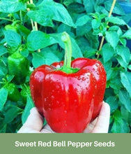 Load image into Gallery viewer, Heirloom Sweet Red Bell Pepper Seeds
