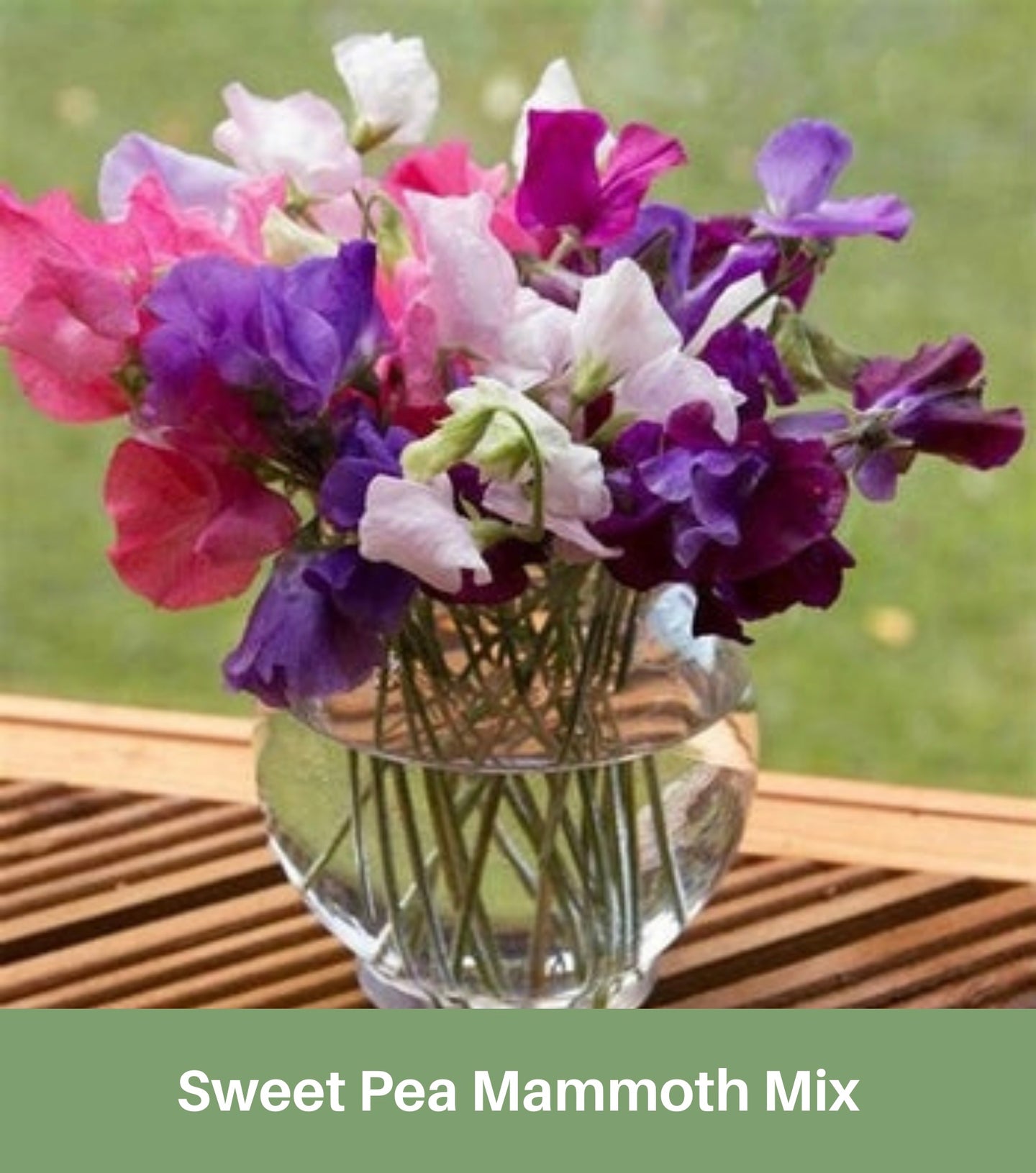 Sweet Pea Mammoth Mix Seeds Very Fragrant