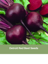 Load image into Gallery viewer, Heirloom Dark Red Beet Seeds, Organic, Non Gmo
