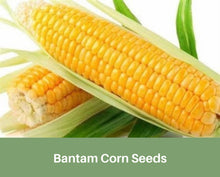 Load image into Gallery viewer, Heirloom Bantam Corn Seed, Sweet Corn, Organic, Non Gmo

