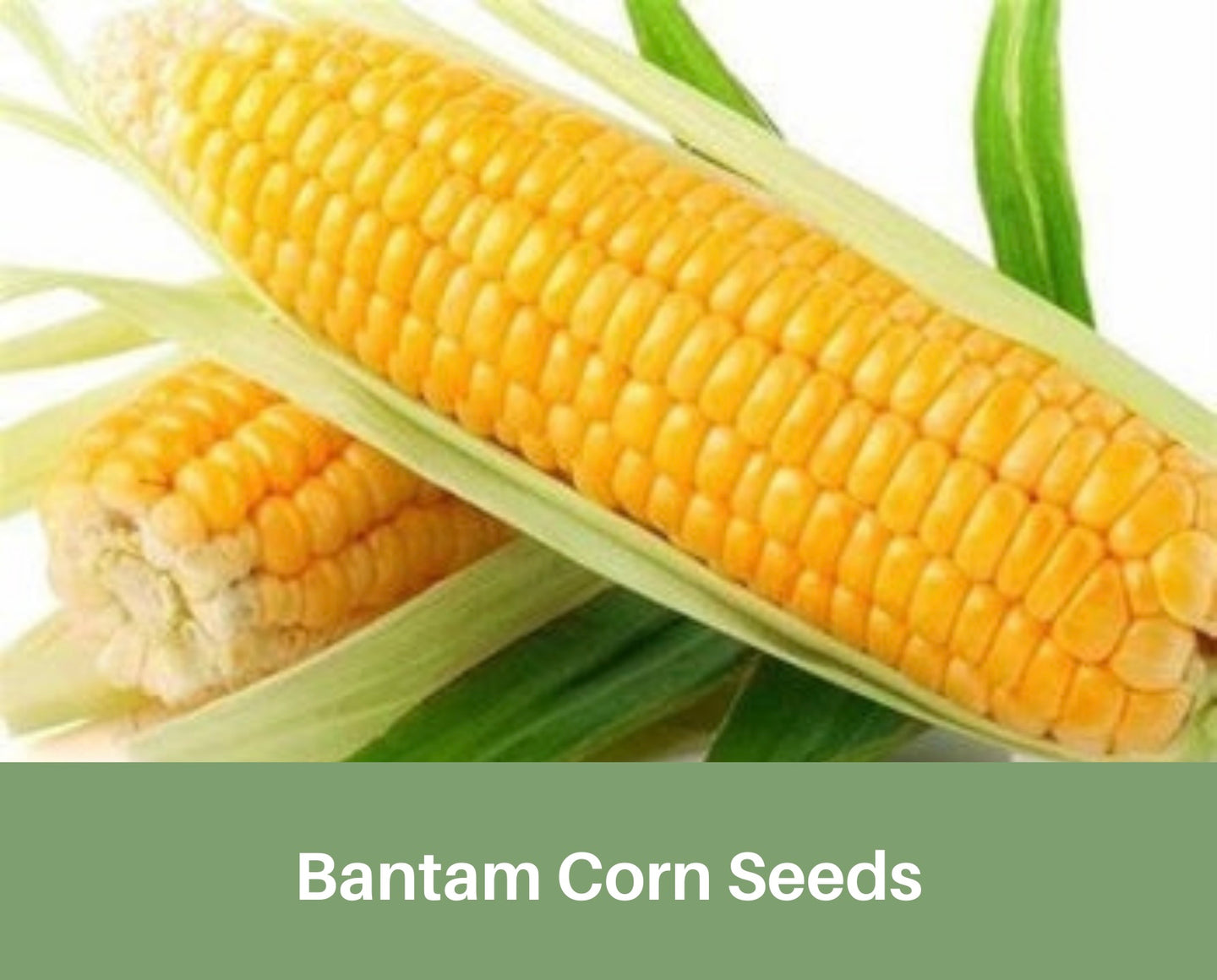 Heirloom Bantam Corn Seed, Sweet Corn, Organic, Non Gmo