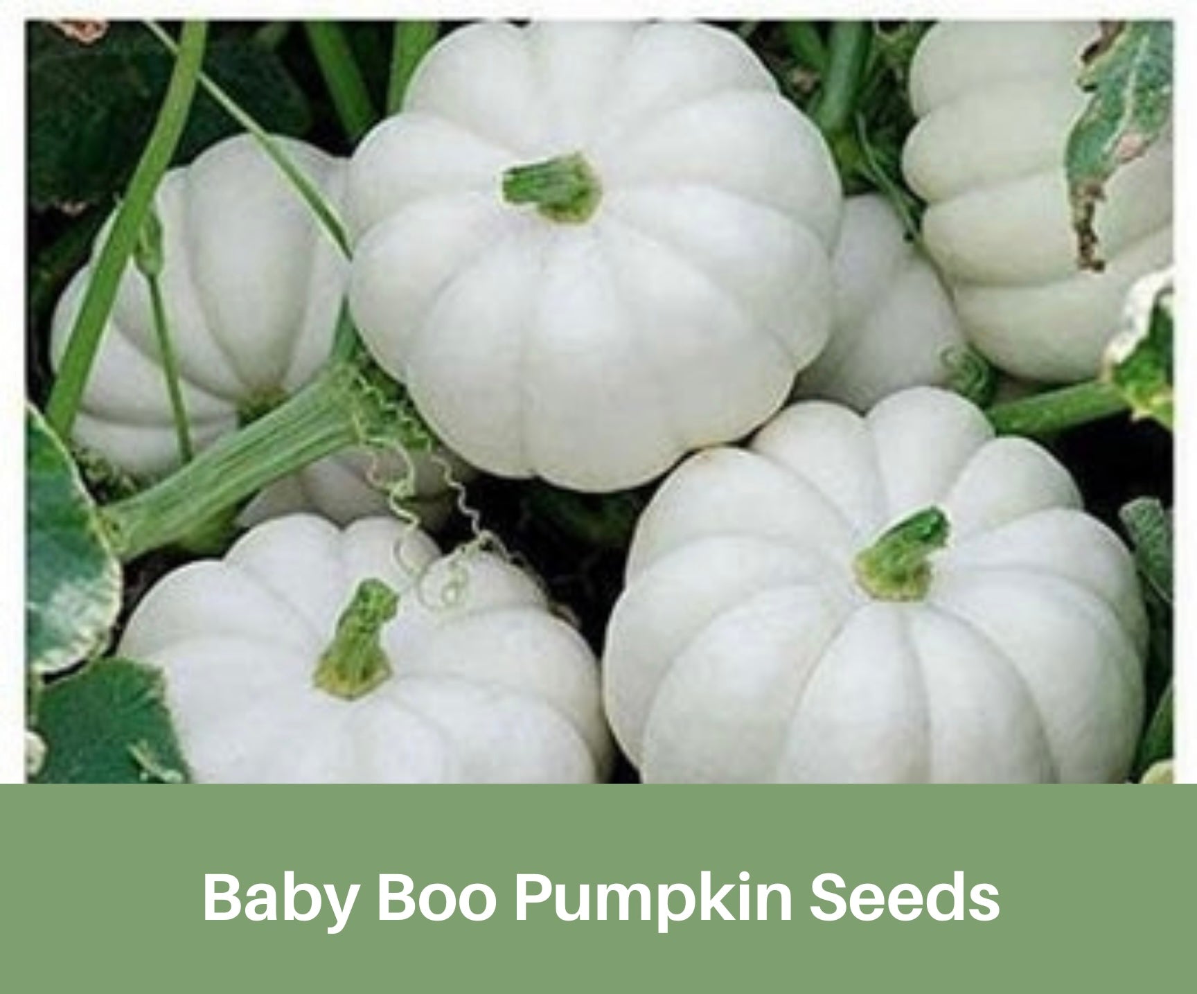 white pumpkin seeds to plant Baby Boo Pumpkin Seeds, Heirloom