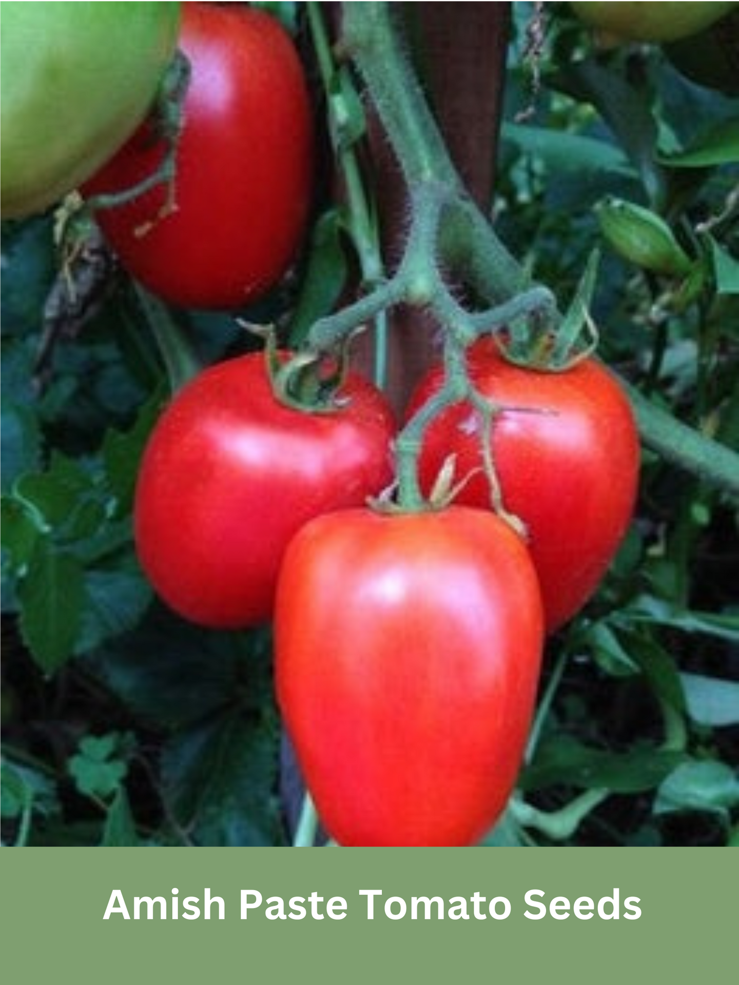 Heirloom Amish Paste Tomato Seeds, Non Gmo, Organic
