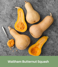 Load image into Gallery viewer, Waltham Butternut Squash Seeds,