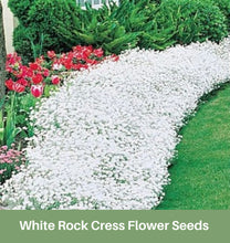 Load image into Gallery viewer, White Rock Cress Flower Seeds, Ground Cover,

