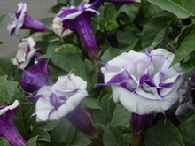 Load image into Gallery viewer, Purple Datura Flower Seeds