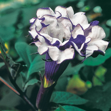 Load image into Gallery viewer, Purple Datura Flower Seeds