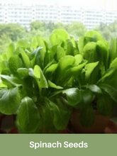 Load image into Gallery viewer, Spinach Seeds, Heirloom, Bloomsdale, Organic,
