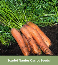 Load image into Gallery viewer, Heirloom Carrot Seeds, Scarlet Nantes, Sweet, Coreless carrot, Non Gmo, USA